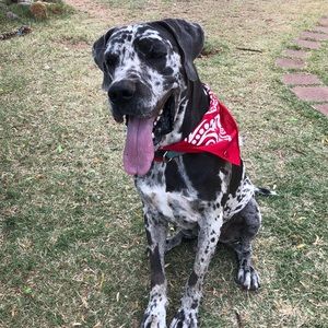 Meet your Posher, Saphronia